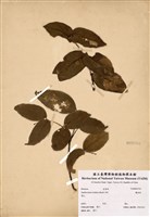 藏品(雙面刺)的圖片